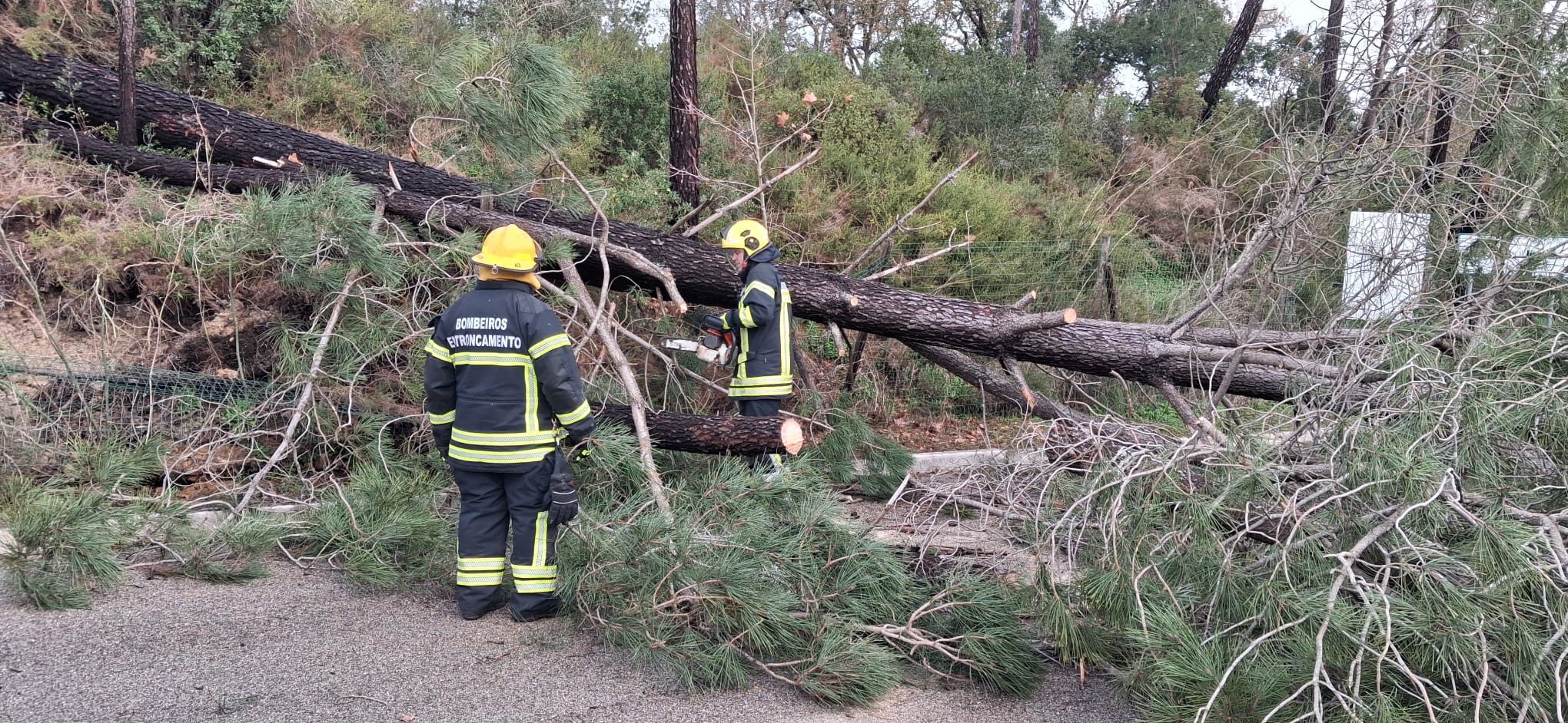 INFORMAÇÃO | Remoção de sobrantes de árvores em espaço público podem ser retirados pelos munícipes
